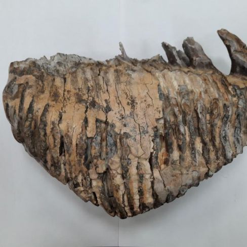 Фрагмент зуба мамонта