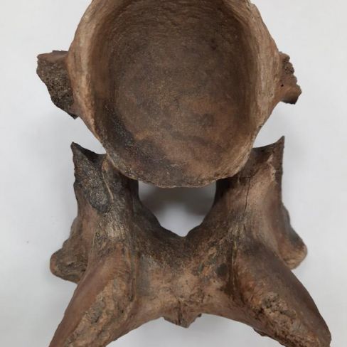 Фрагмент кости носорога